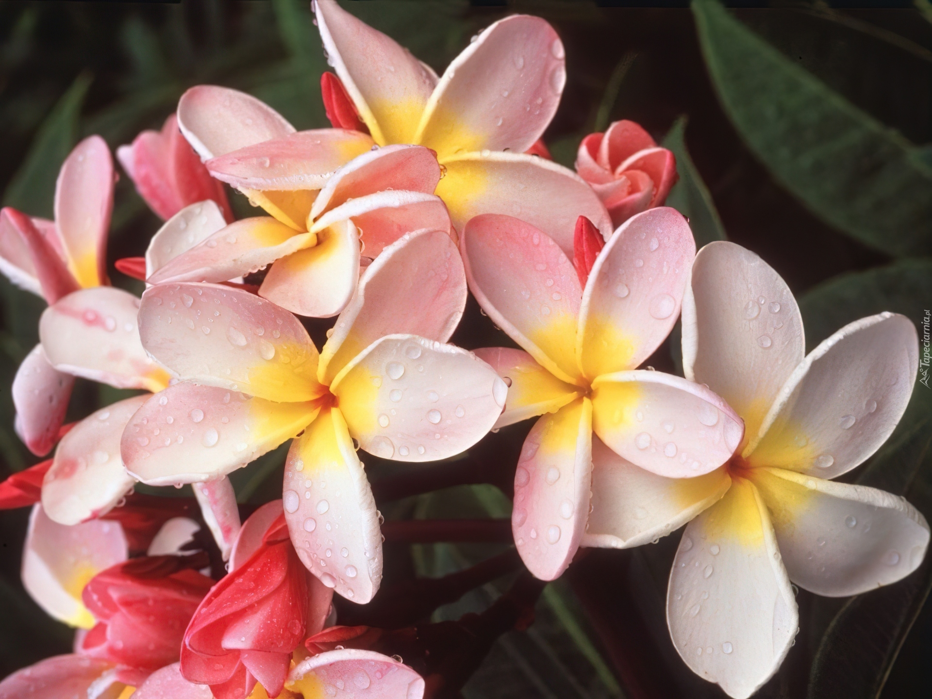 Plumeria, Kwiaty