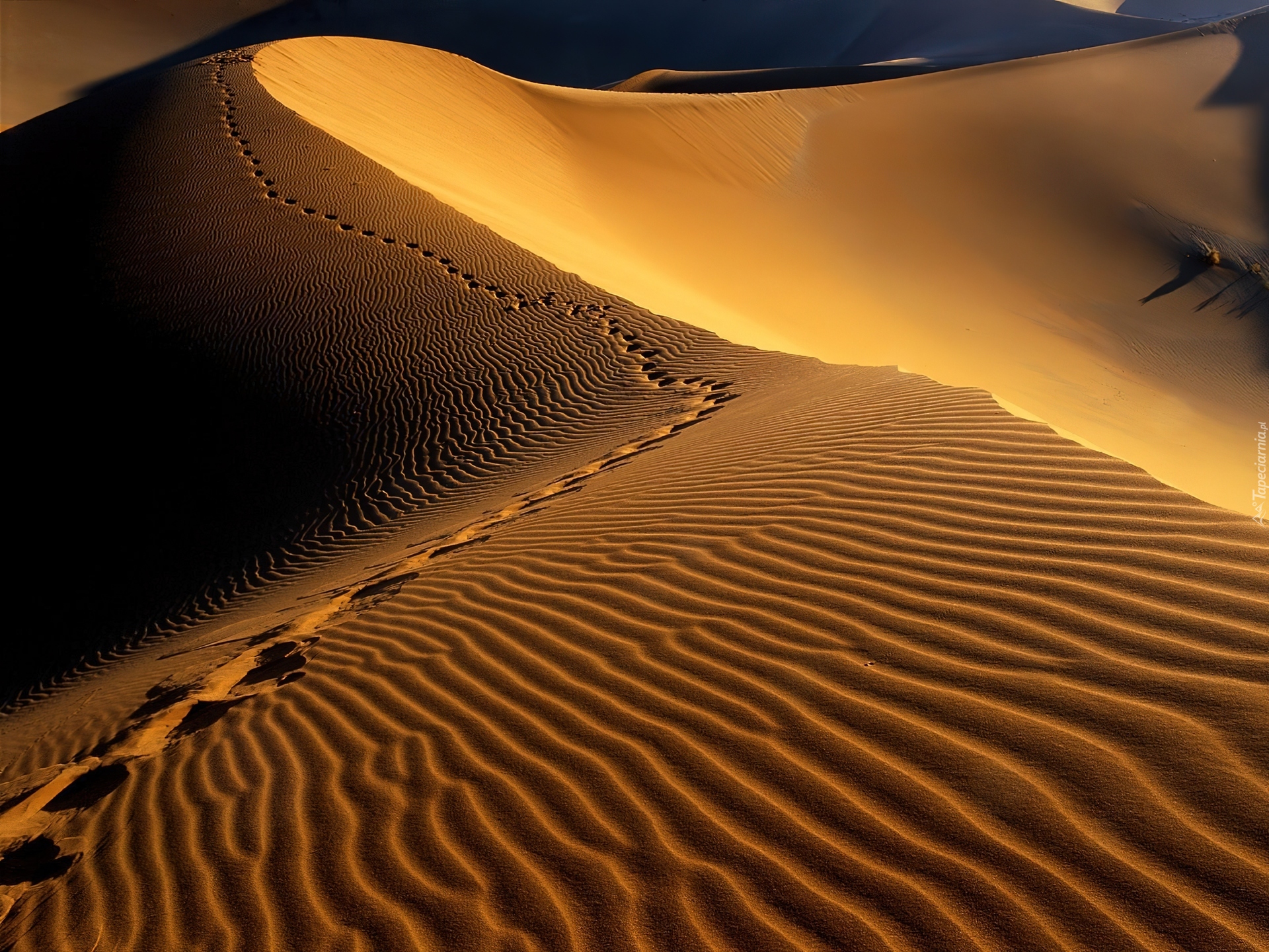 Pustynia, Namibia, Afryka, Ślady