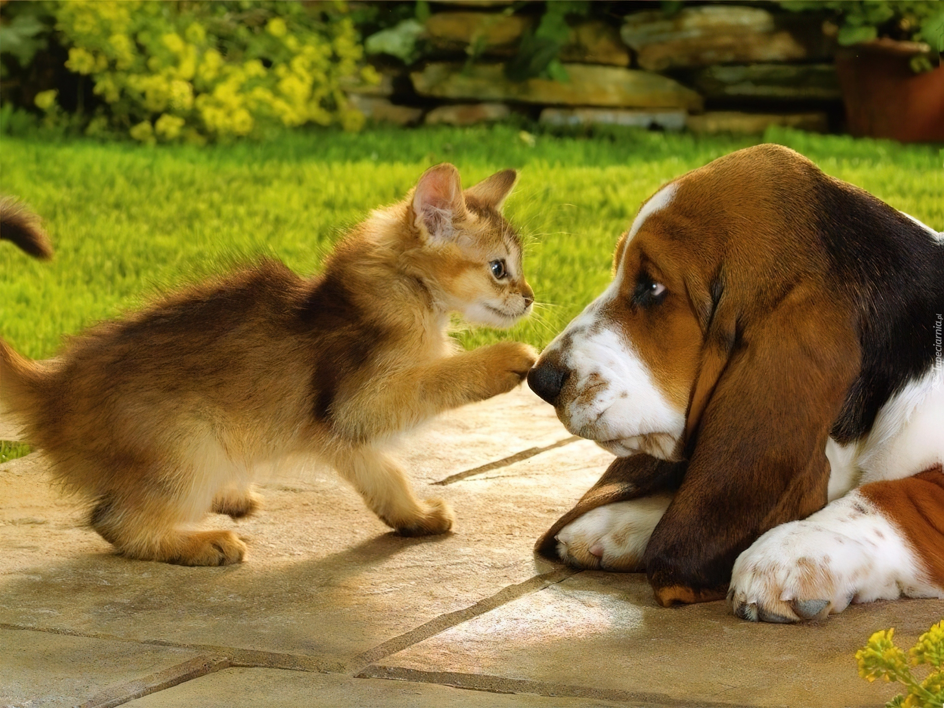 Dog and cat playing. Кошки и собаки. Собака с кошкой дружат. Забавные домашние животные. Дружба животных.