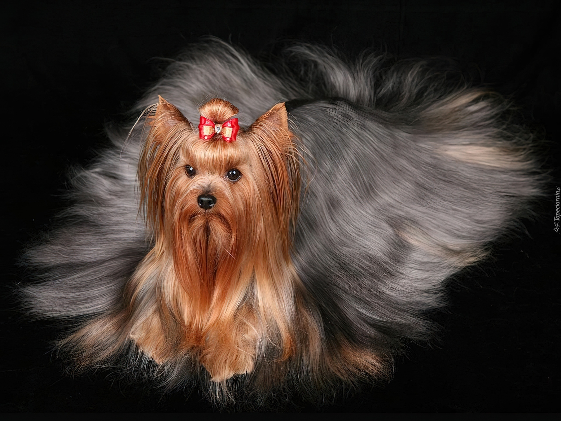 Yorkshire Terrier, Długa, Sierść