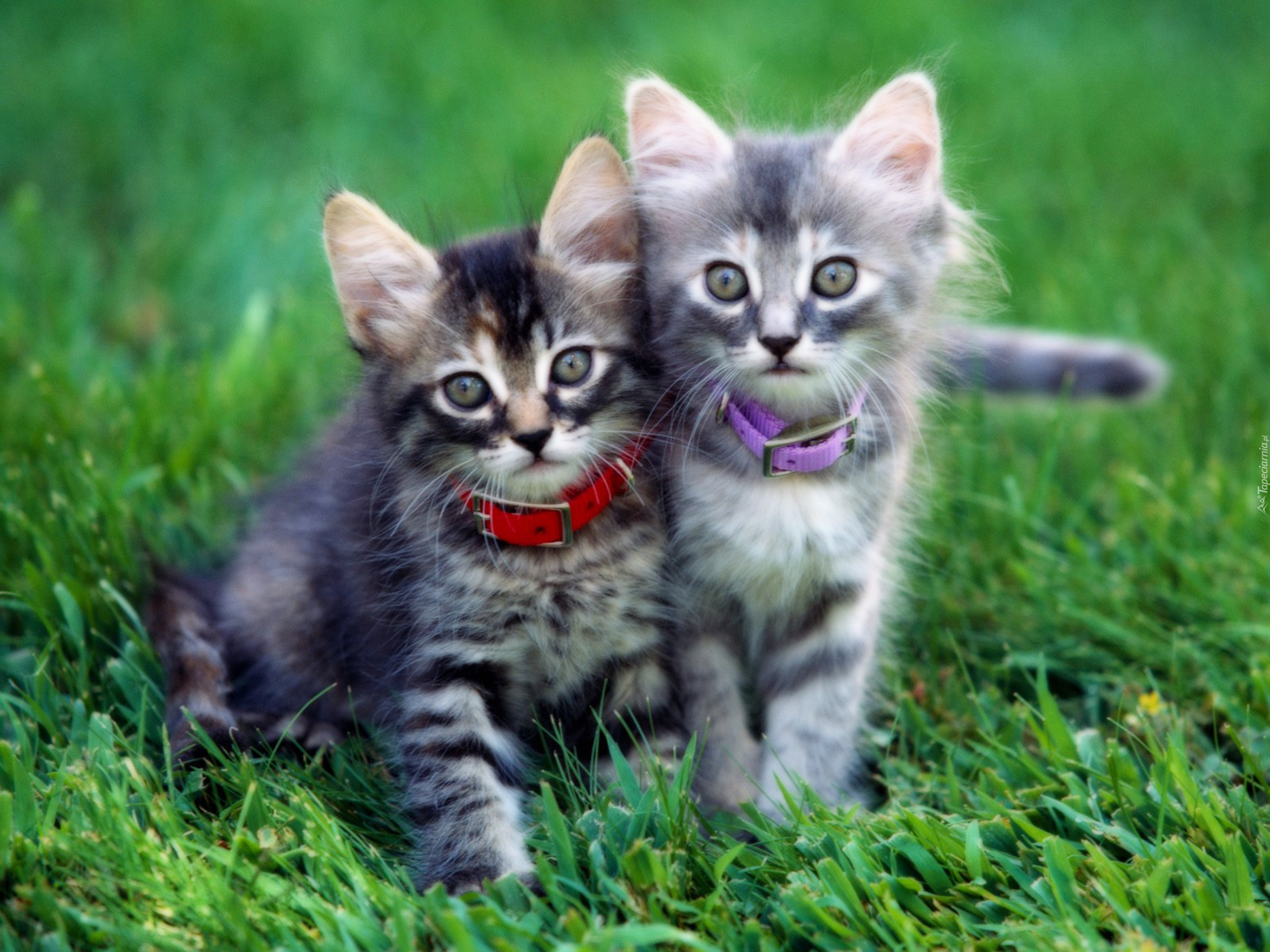 Мире животных про кошку. Красивые котята. Милые котята. Смешные котята. Красивые котики.