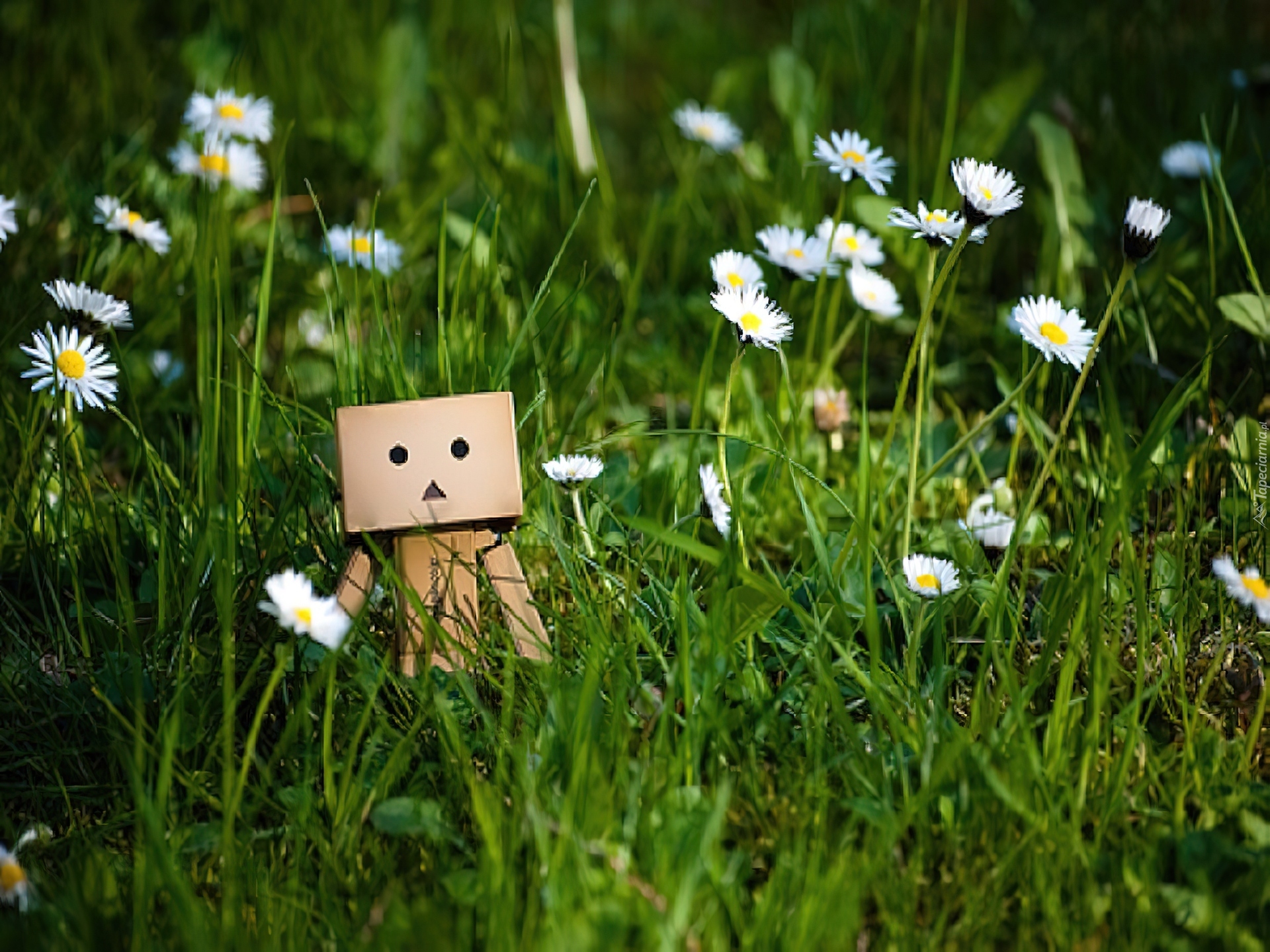 Danbo, Trawa, Stokrotki