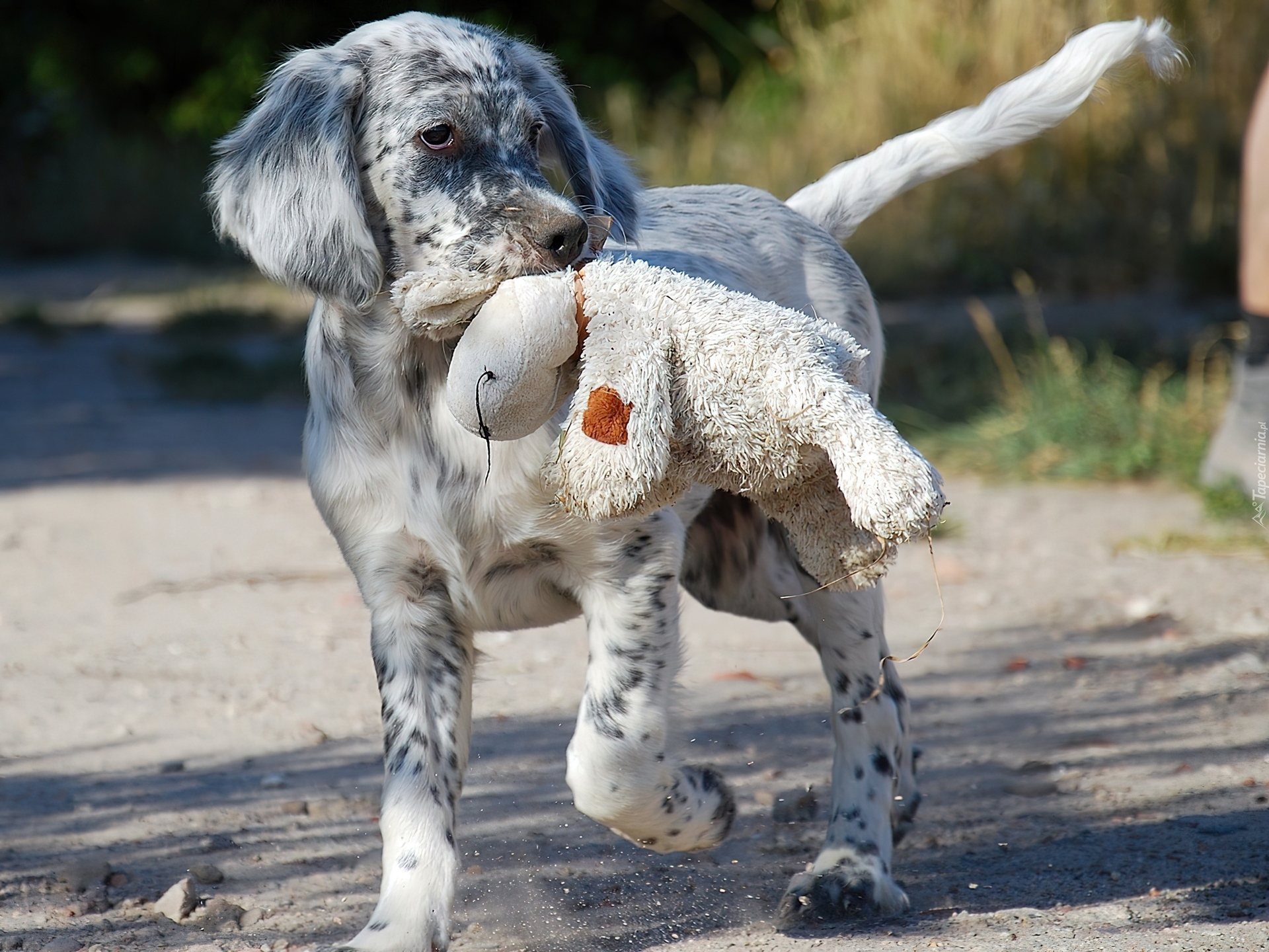 Pies,  Owczarek australijski, Australian shepherd