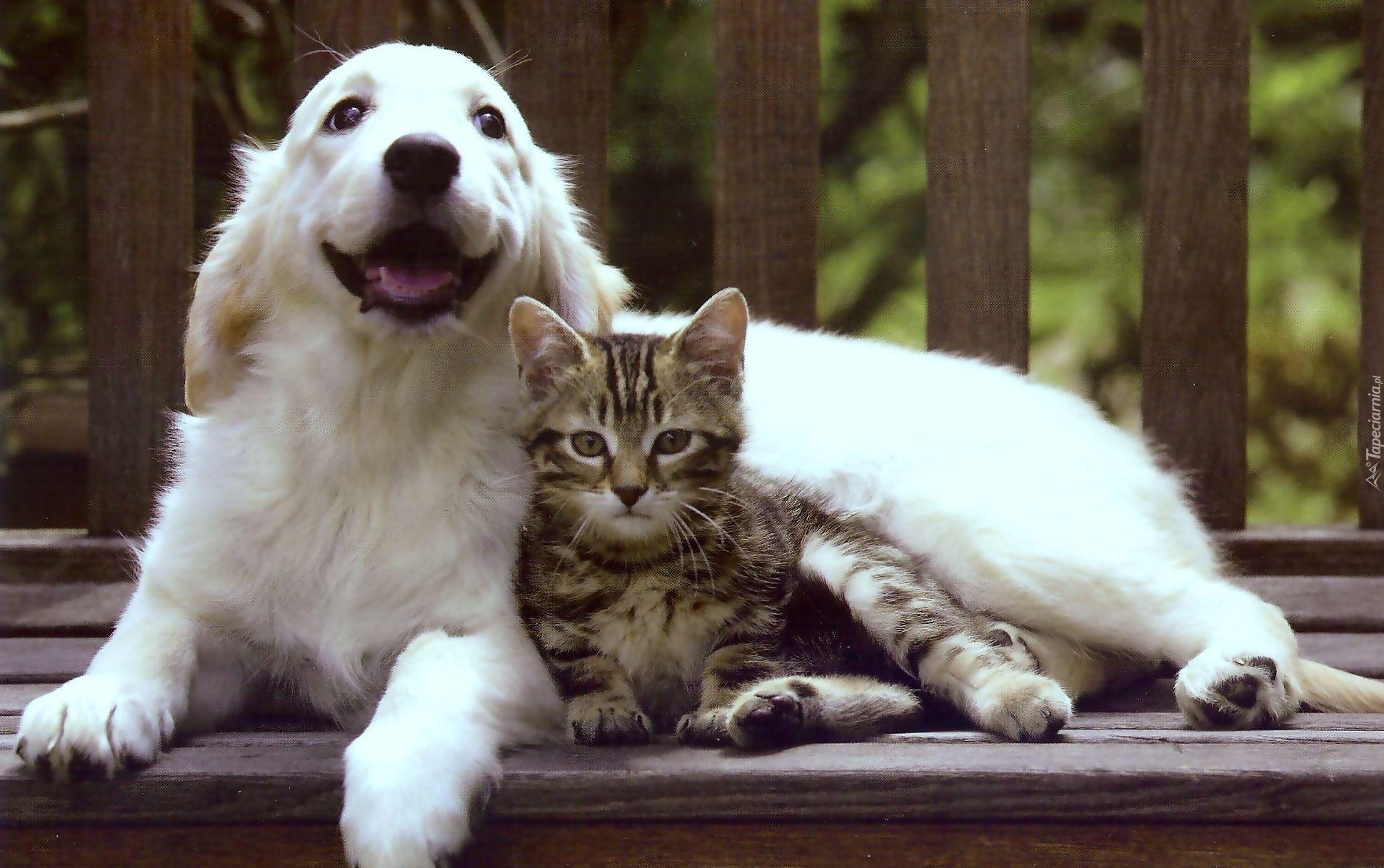Любящее животное. Собака. Домашние животные. Кот и собака. Забавные домашние животные.