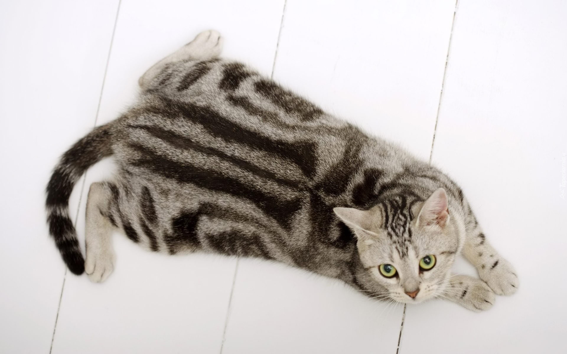 Американская короткошерстная кошка полосатая