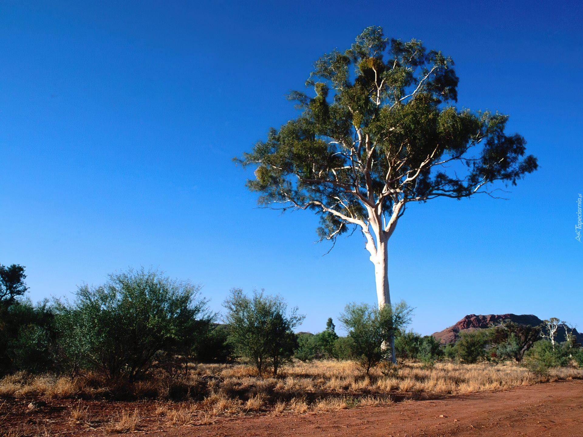 Drzewo, Krajobraz, Pustynny, Australia