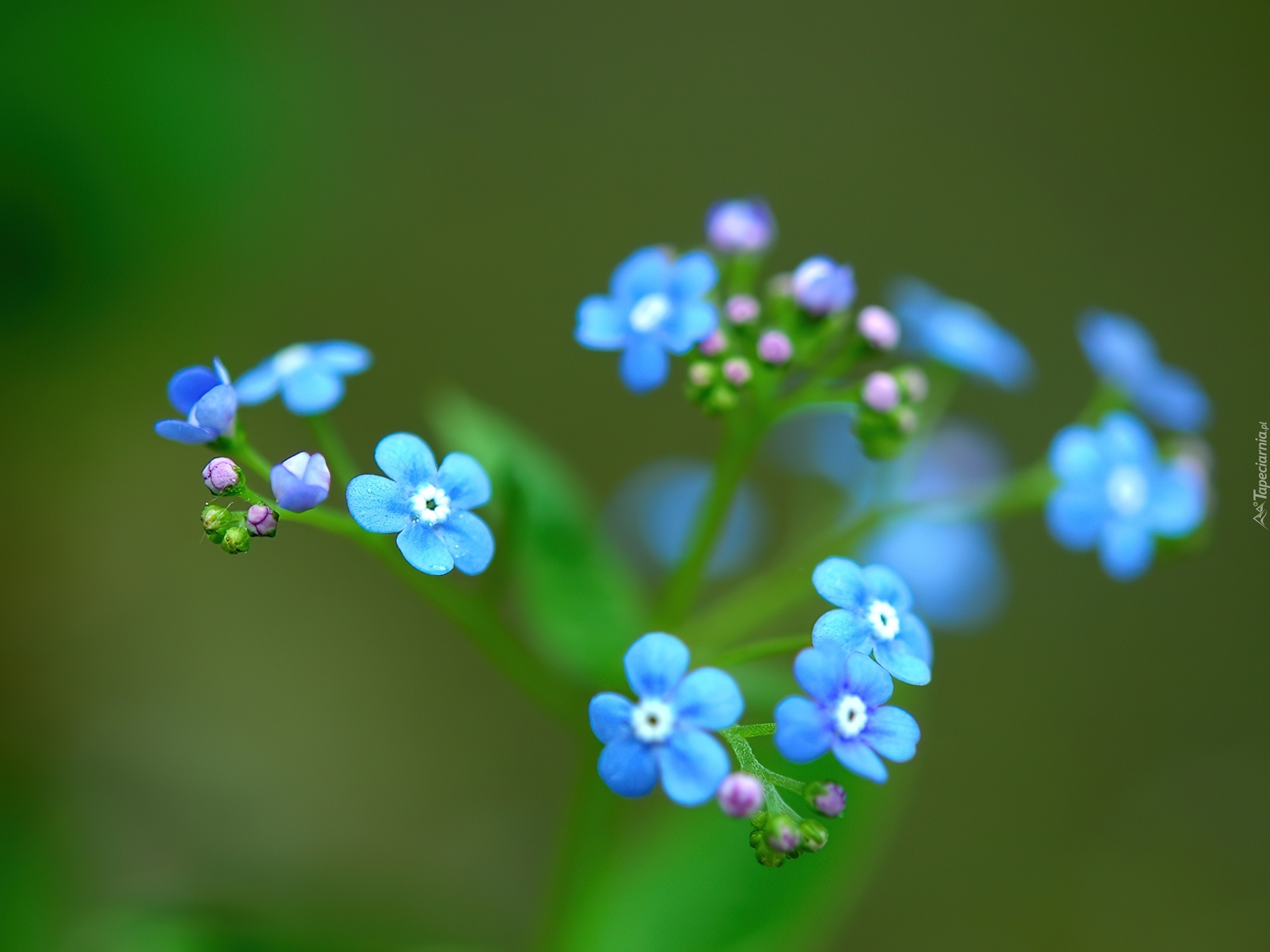 Niebieskie, Kwiatuszki, Zbliżenie, Ułudka