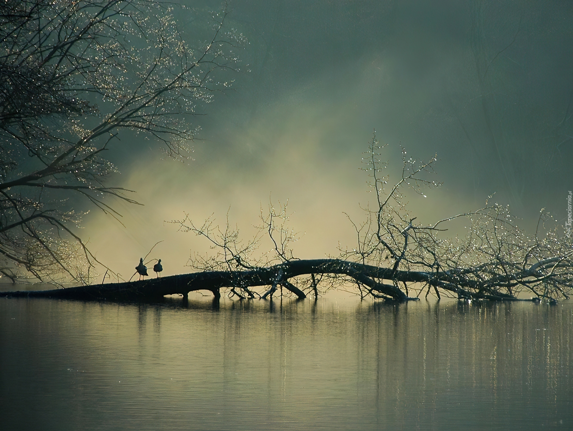 Jezioro, Drzewo, Mgła