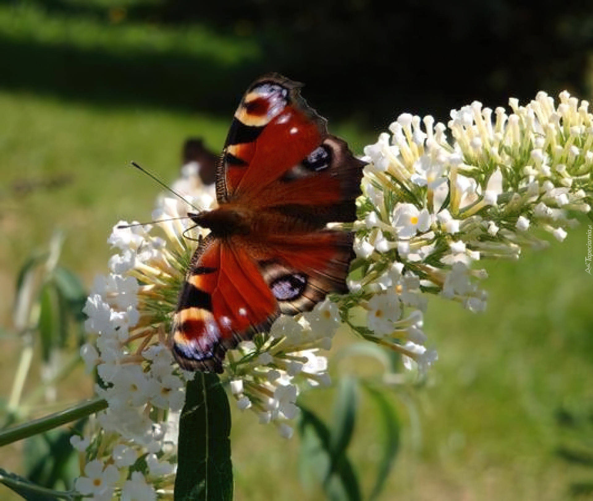 Motyl, Biały, Kwiatek