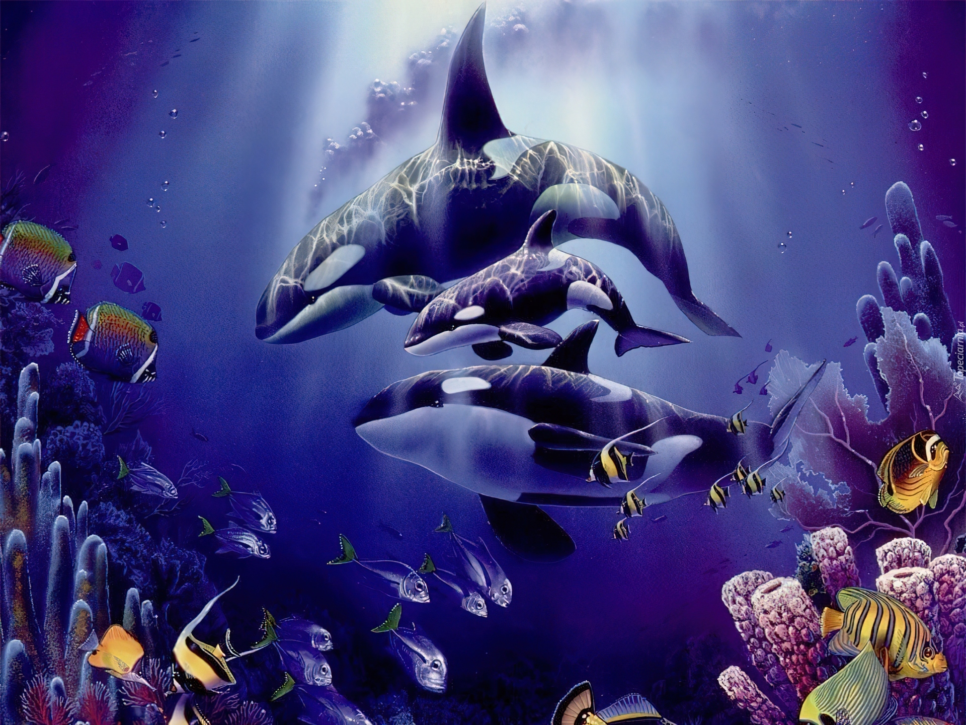 Подводный мир касатки