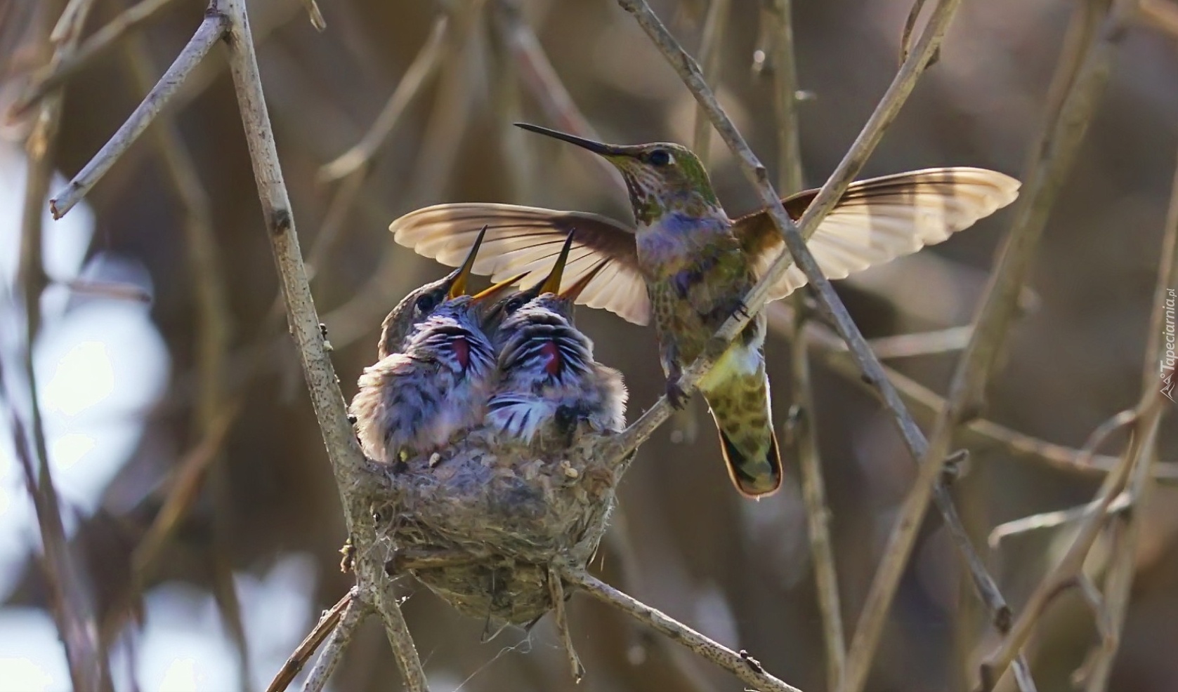 Kolibry, Gniazdo