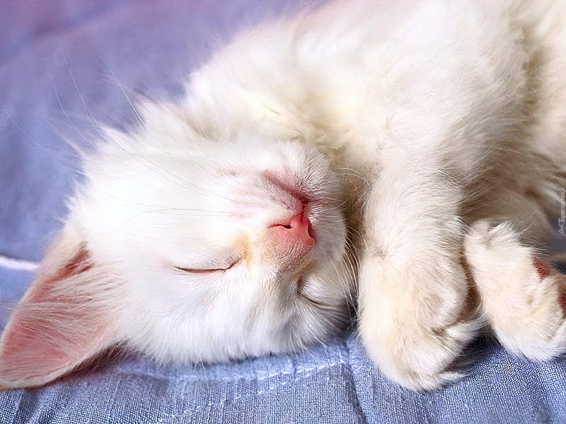 Спокойной ночи котик на попке