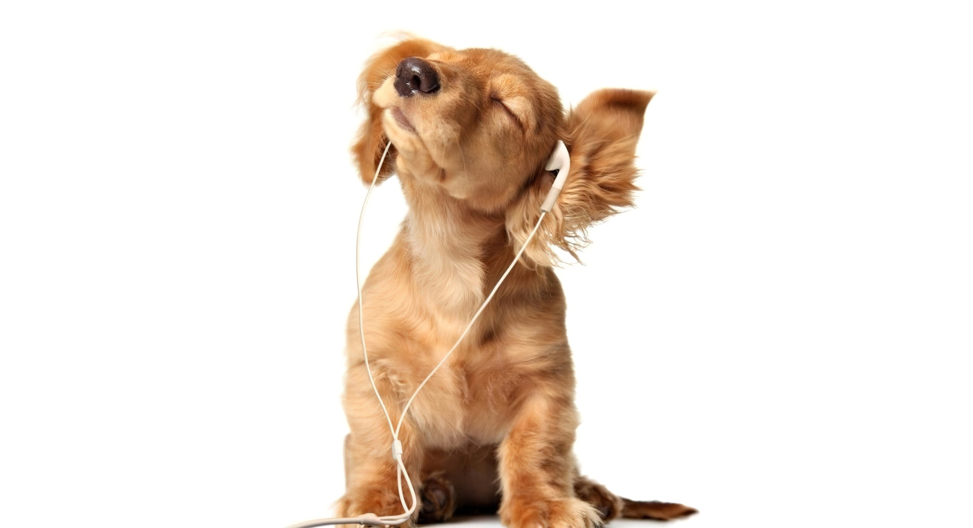Pies, Słuchający, Muzyki