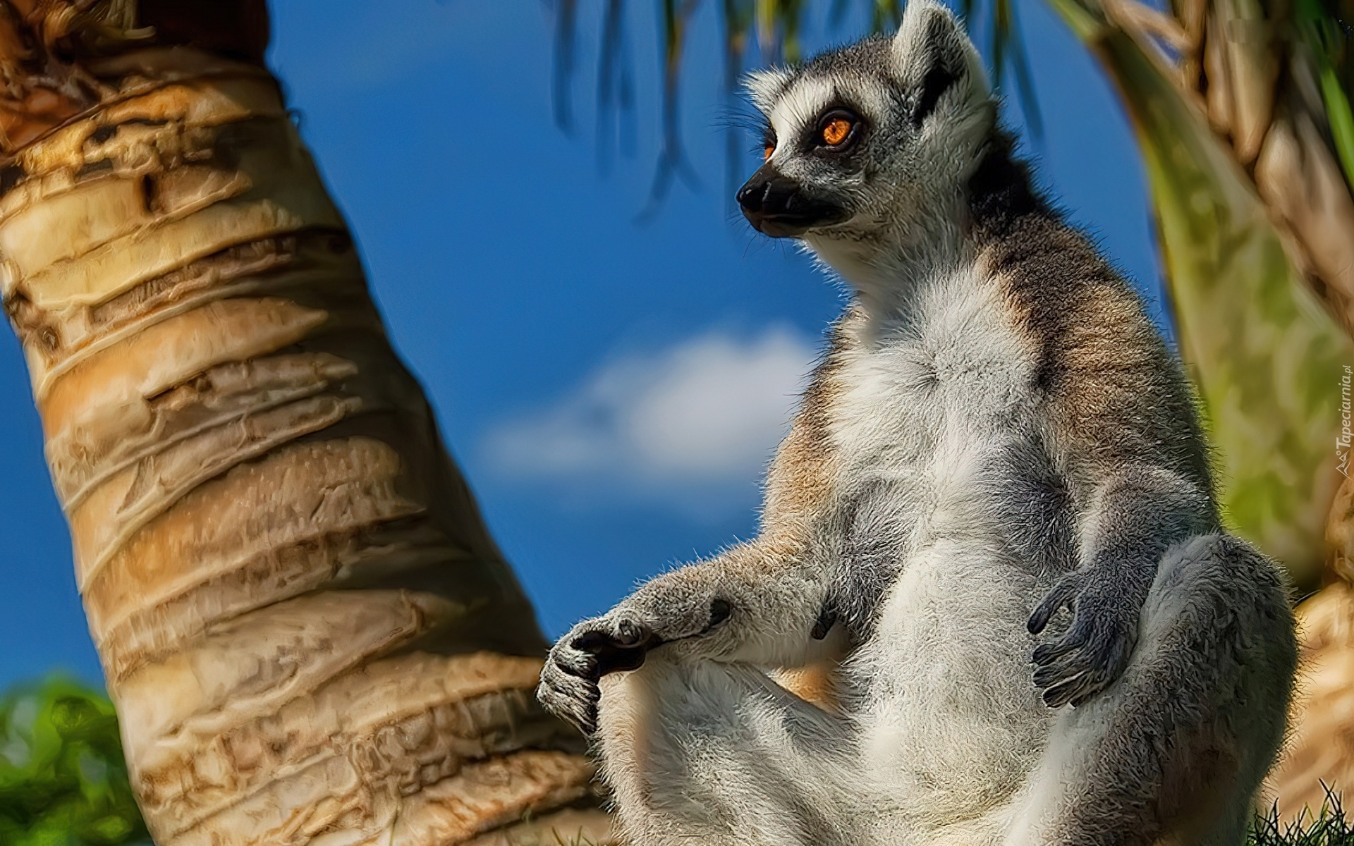 Lemur, Palmy