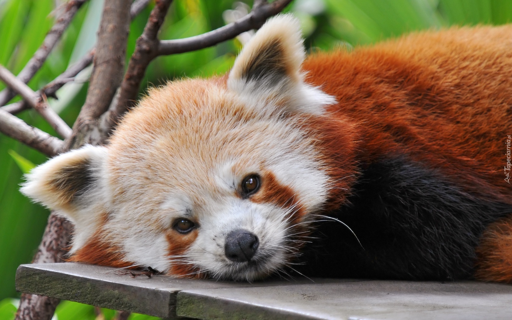 Mała, Panda, Pandka ruda