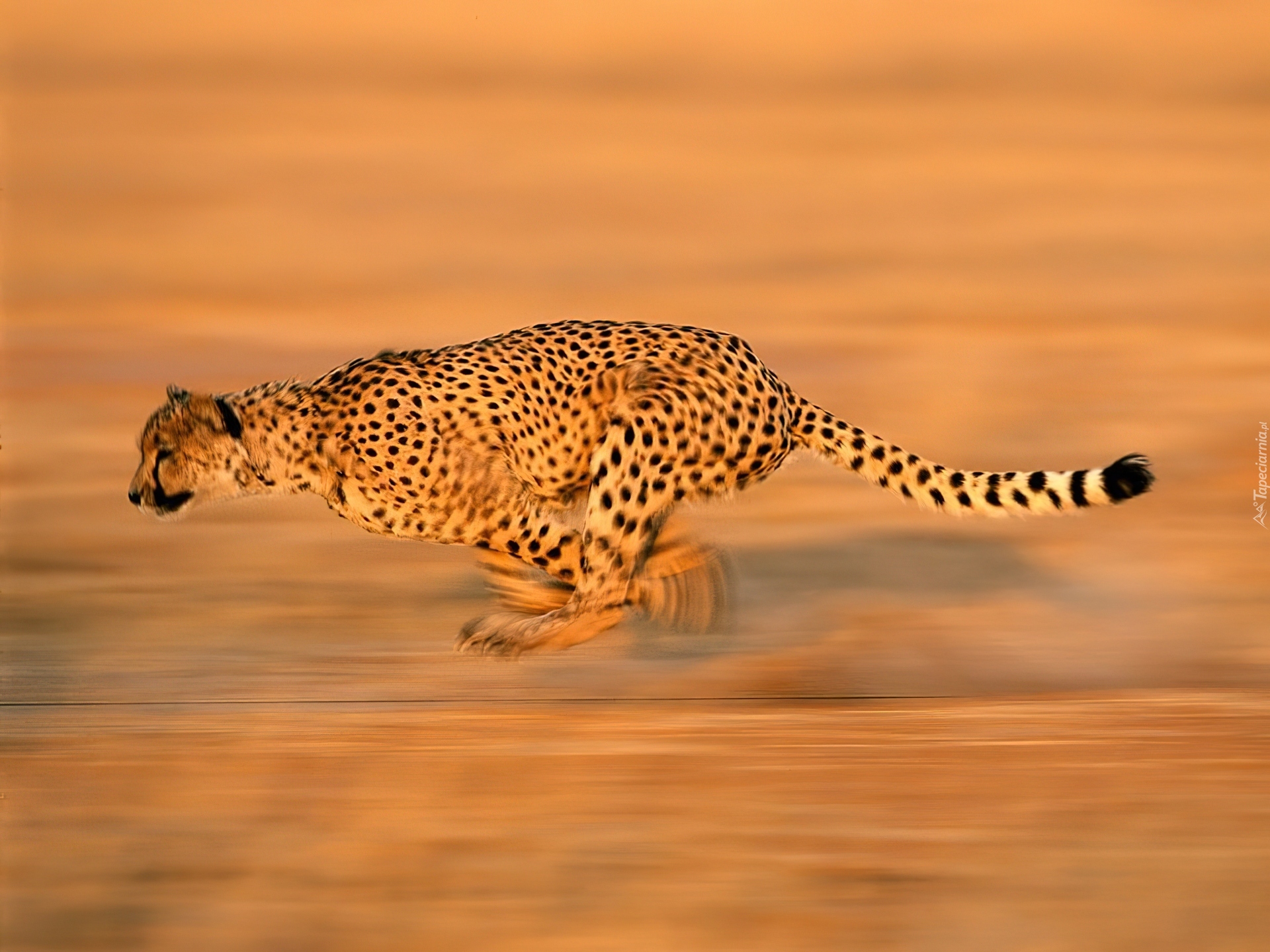 Гепард самое быстрое животное