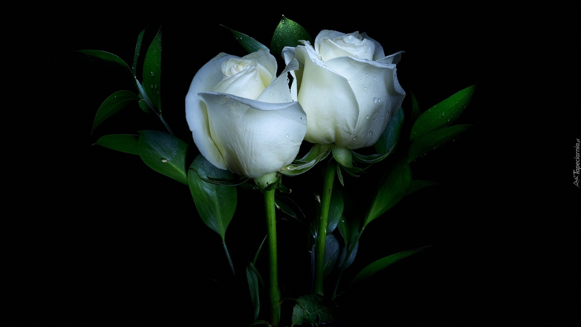 Dwie, Białe, Róże, Czarne tło