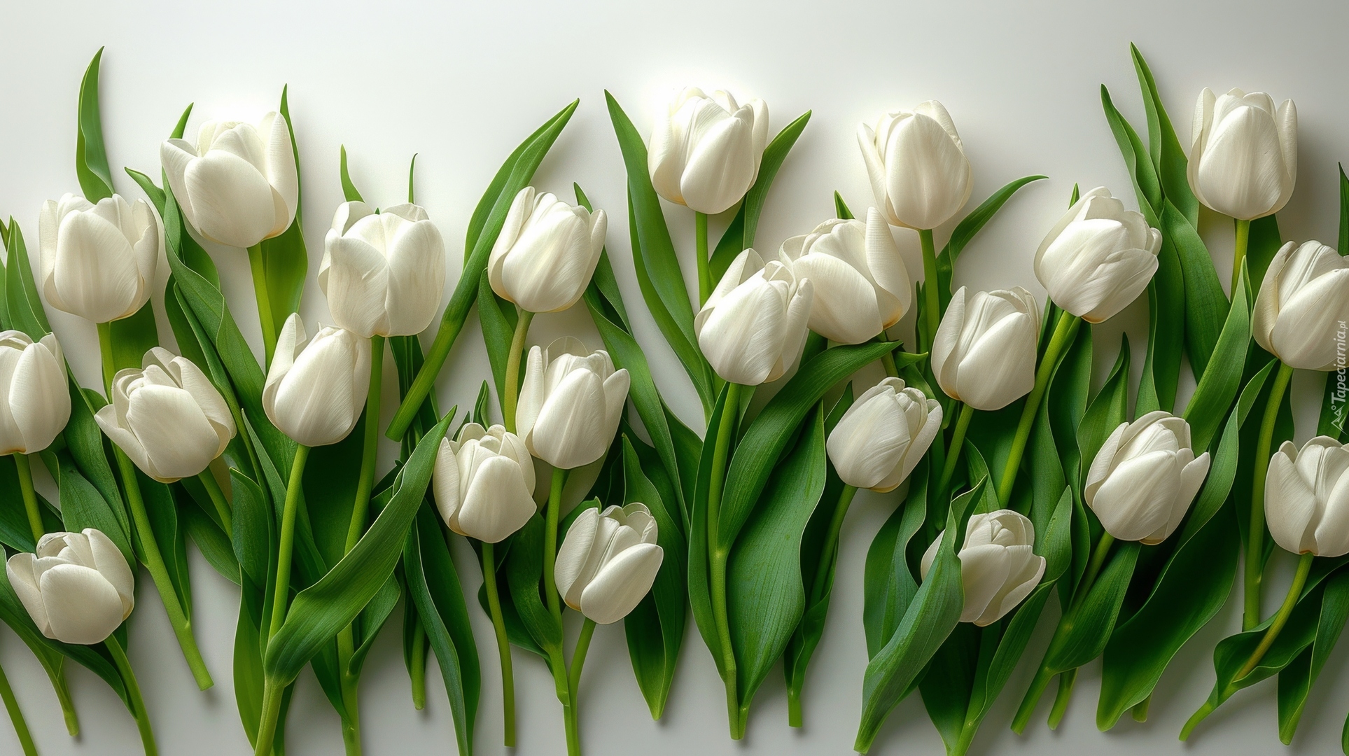Kompozycja, Kwiaty, Białe, Tulipany Kwiat, Tulipan