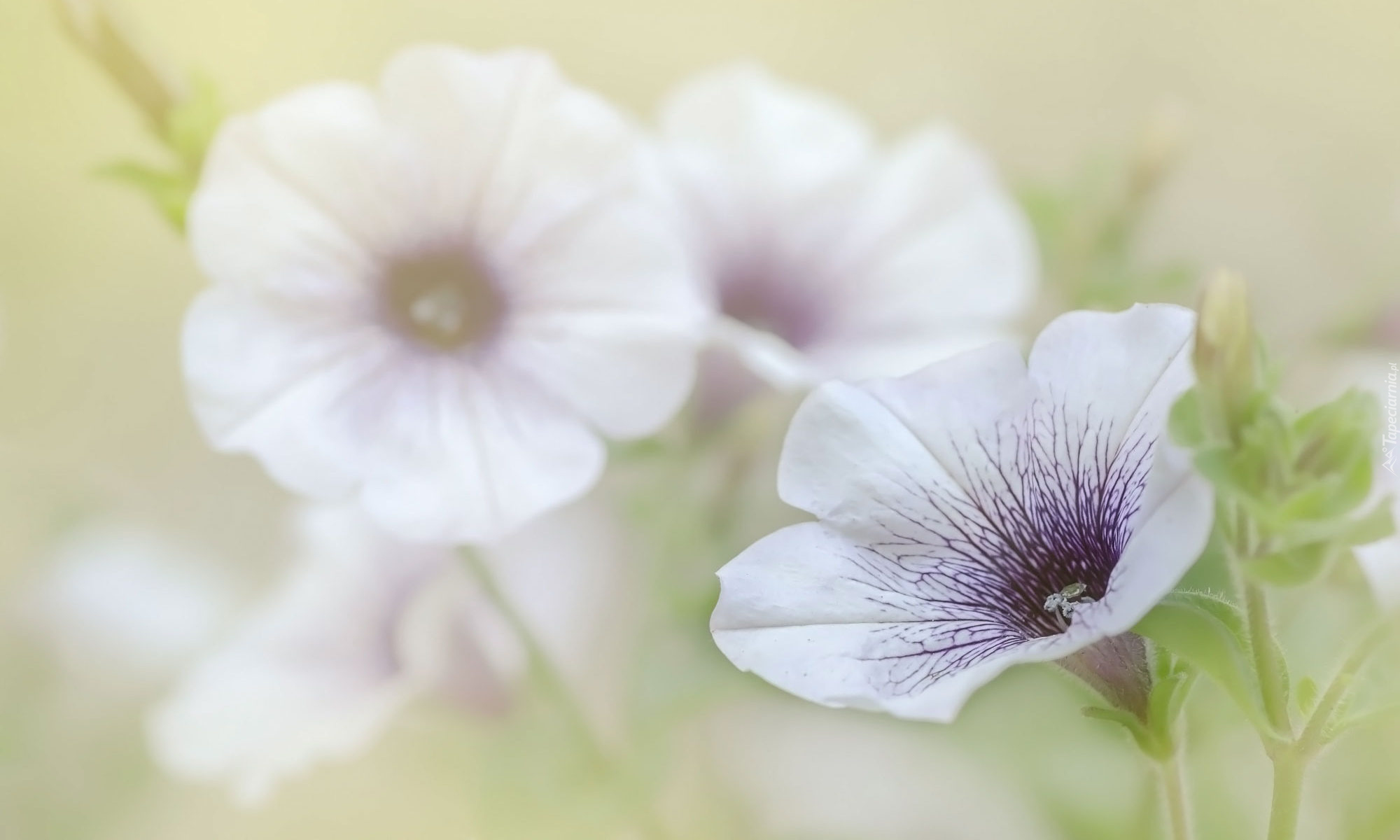 Kwiaty, Biało-fioletowa, Petunia, Rozmycie