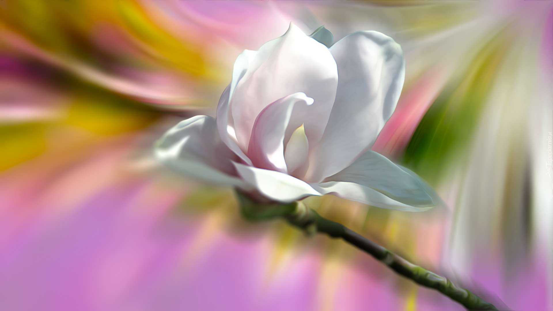 Kwiat, Biały, Magnolia, Grafika
