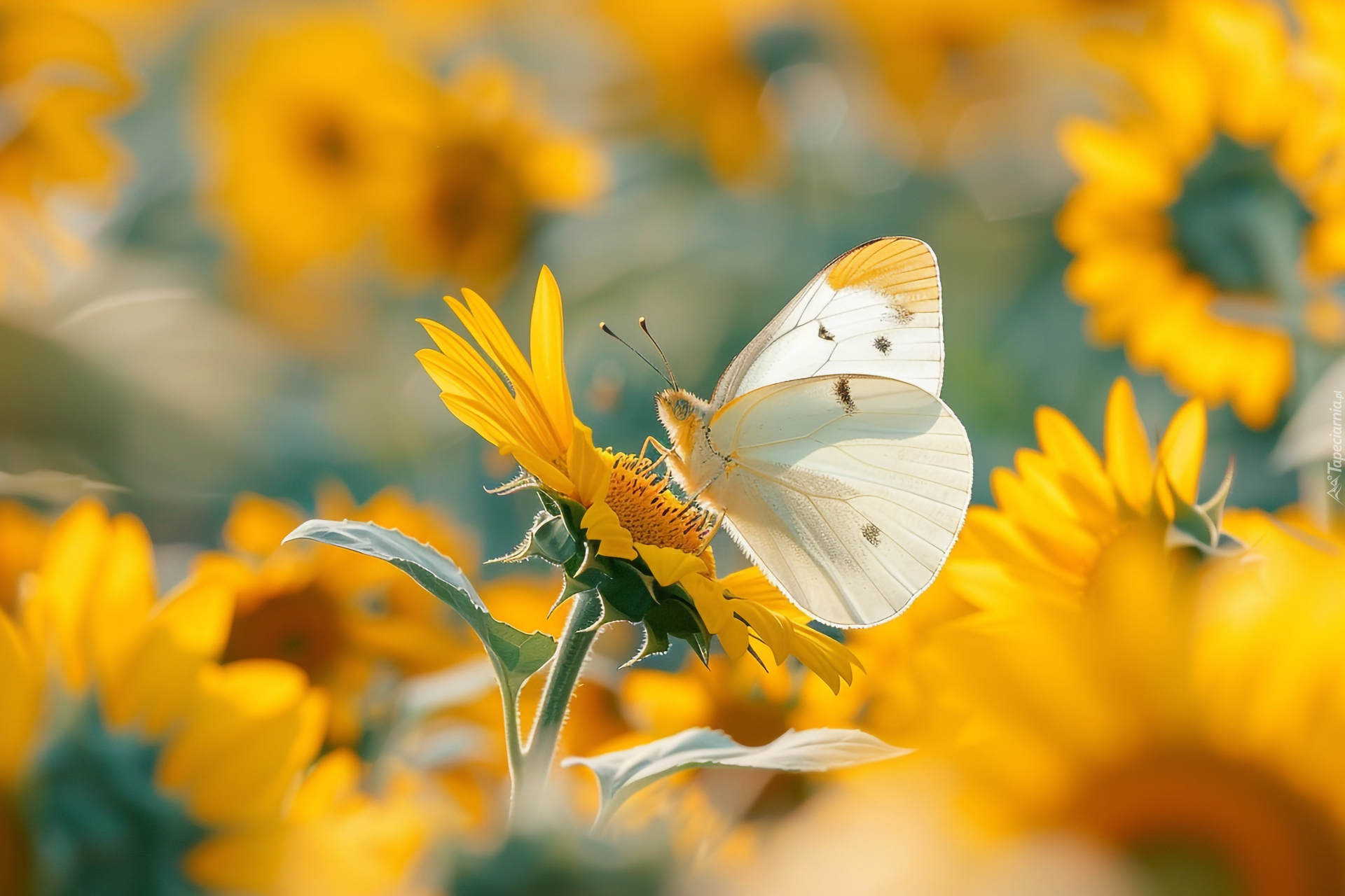 Biały, Motyl, Żółte, Kwiaty, Słoneczniki