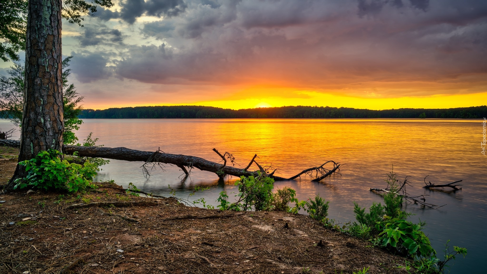 Stany Zjednoczone, Stan Georgia, Park Glass Bridge Recreation Area, Drzewa, Jezioro West Point Lake,  Zachód słońca