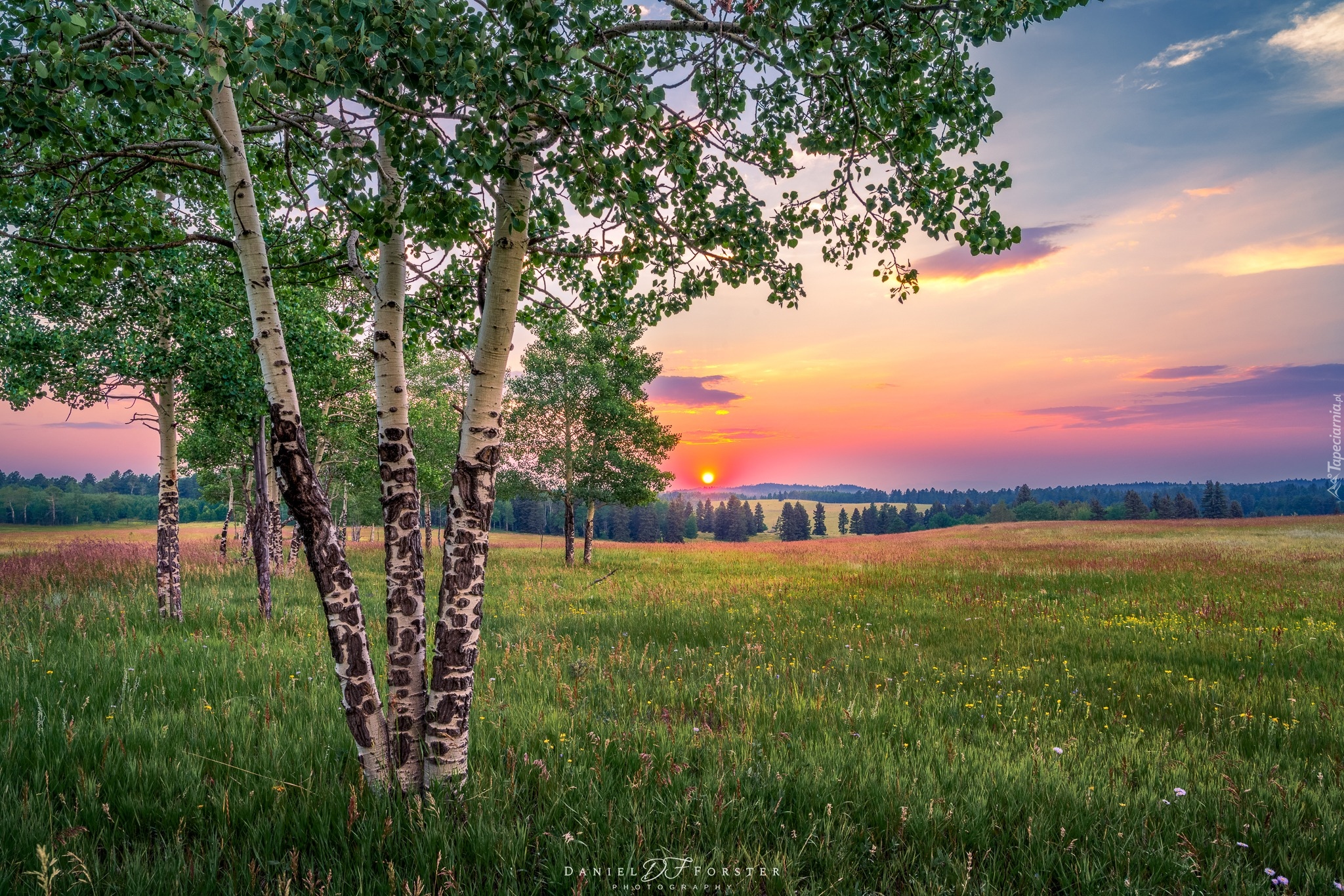 Stany Zjednoczone, Kolorado, Woodland Park, Łąka, Brzozy, Zachód słońca