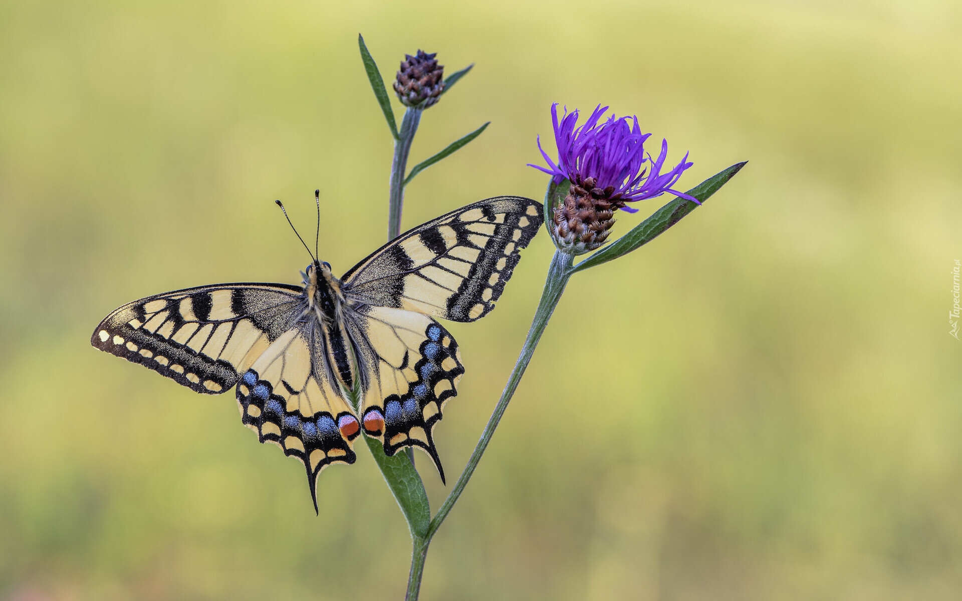 Motyl, Paź królowej, Kwiat, Chaber łąkowy