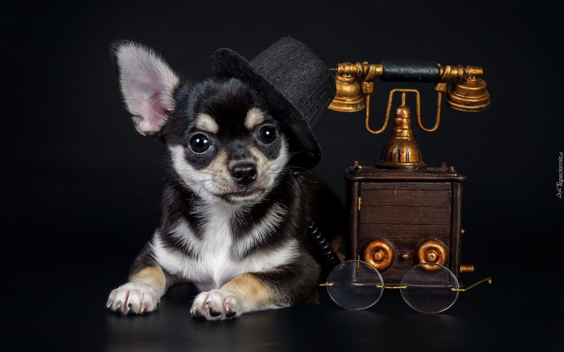 Pies, Chihuahua, Kapelusz, Melonik, Telefon, Okulary, Tło ciemne