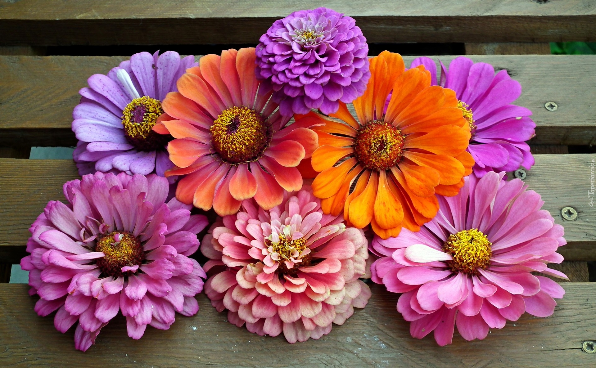 Kwiaty, Cynie, Kolorowe, Deski