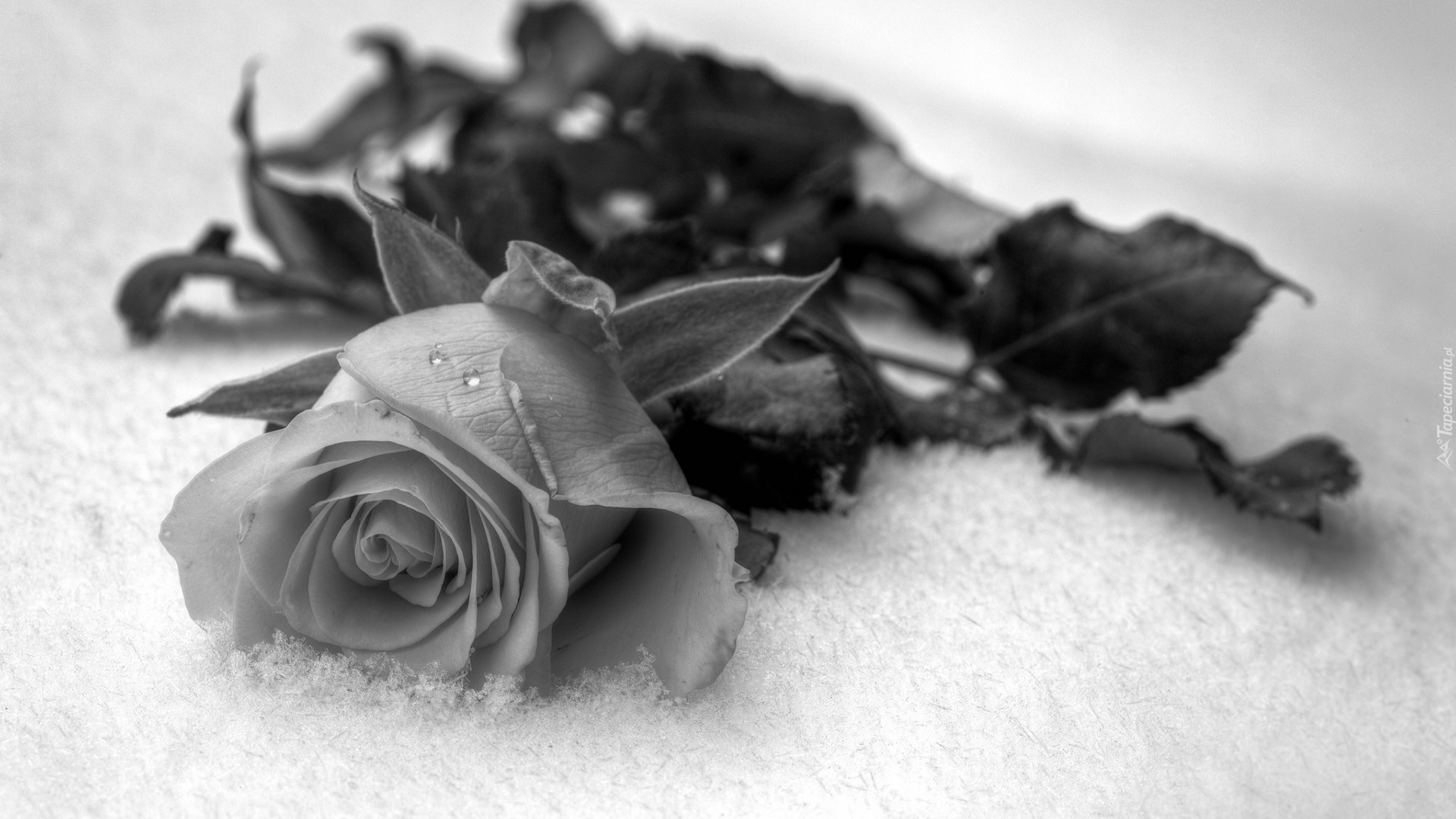 Czarno-Białe, Róża, Śnieg