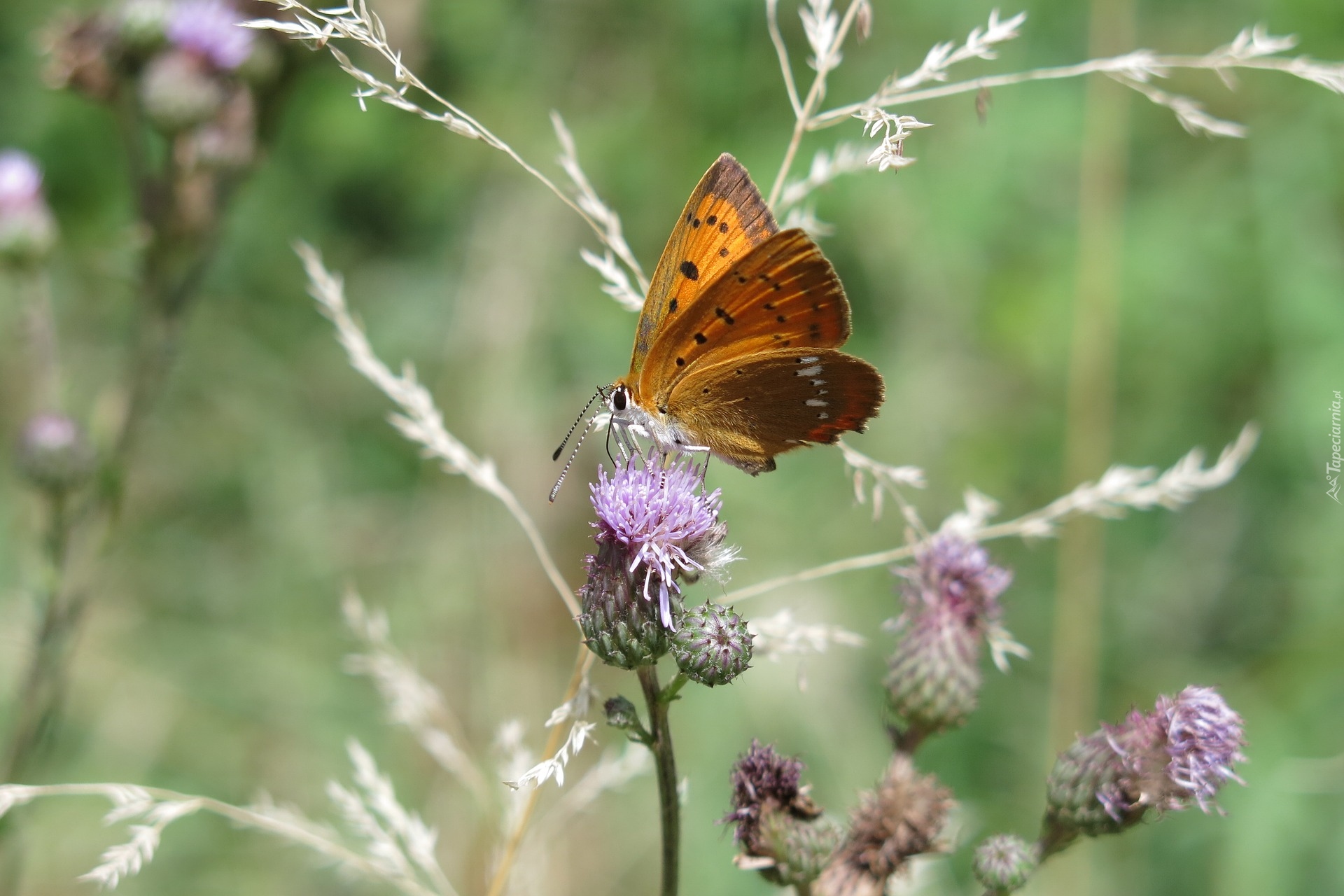 Motyl, Czerwończyk dukacik, Kwiat, Polny