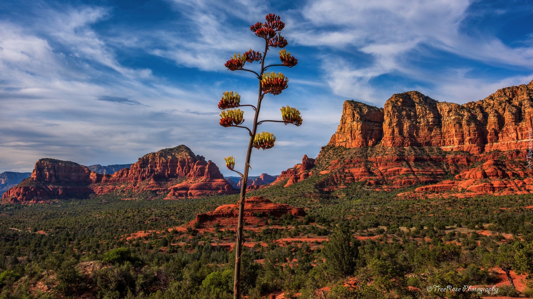 Stany Zjednoczone, Arizona, Sedona, Skały, Roślinność, Drzewo