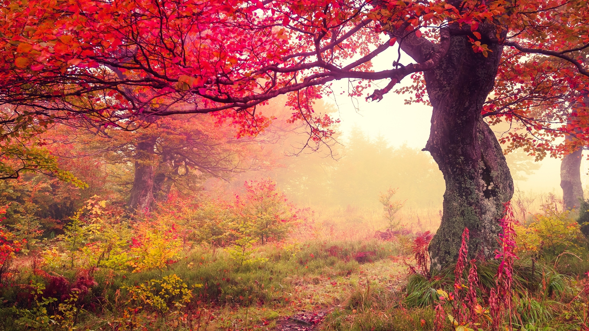 Drzewa, Roślinność, Jesień, Mgła