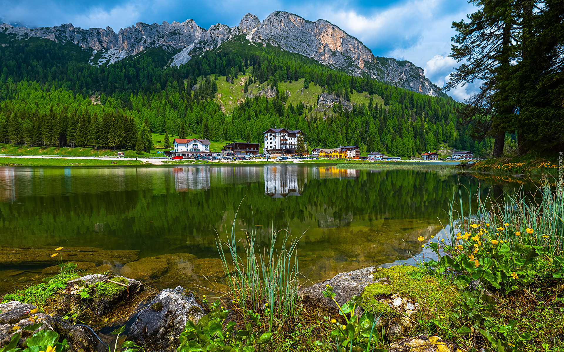 Włochy, Góry, Dolomity, Las, Drzewa, Prowincja, Belluno, Jezioro, Lago di Misurina, Domy, Kwiaty, Kaczeńce, Omszałe, Kamienie