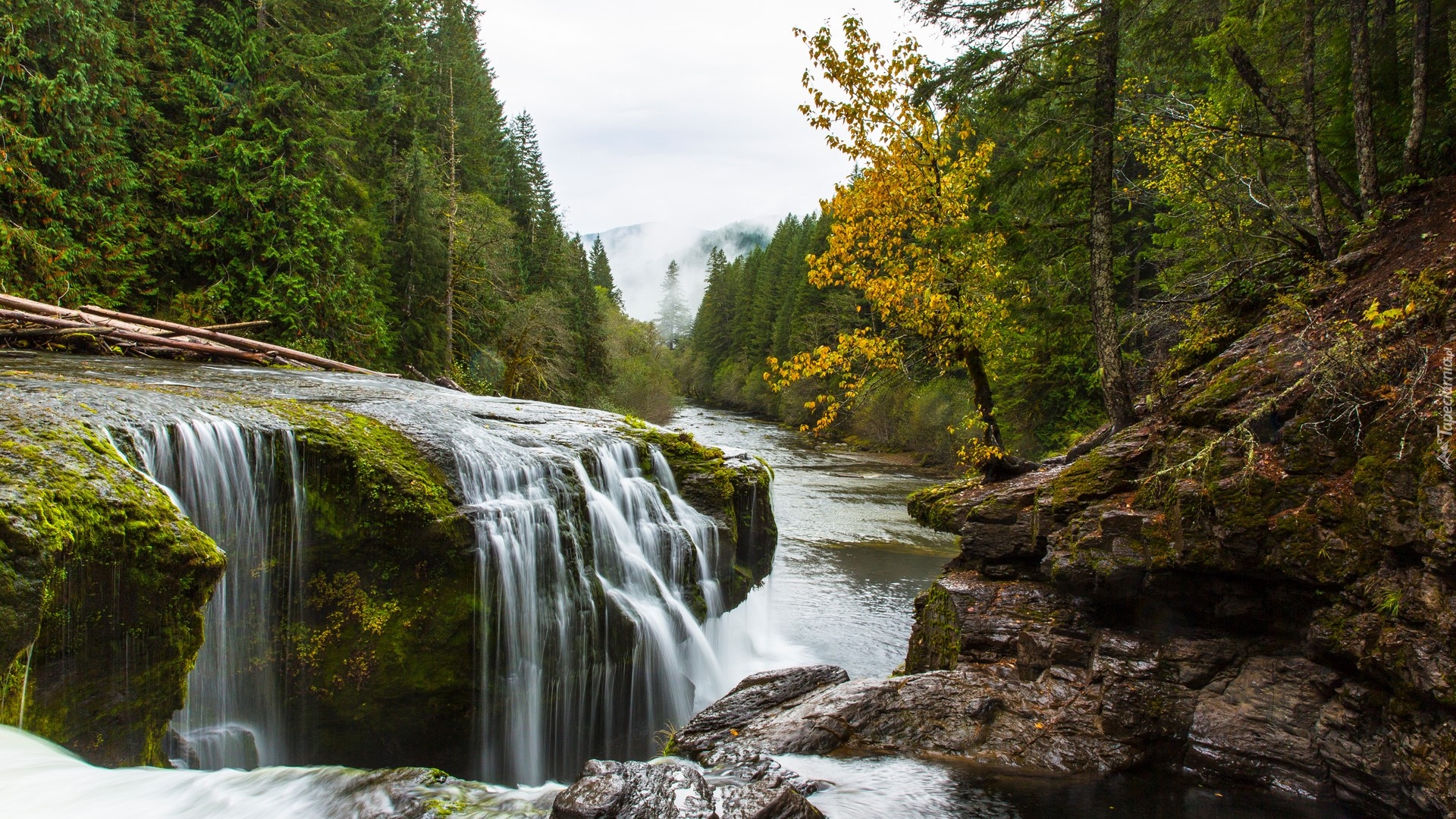 Stany Zjednoczone, Waszyngton, Rzeka, Lewis River, Skały, Kamienie, Las, Drzewa