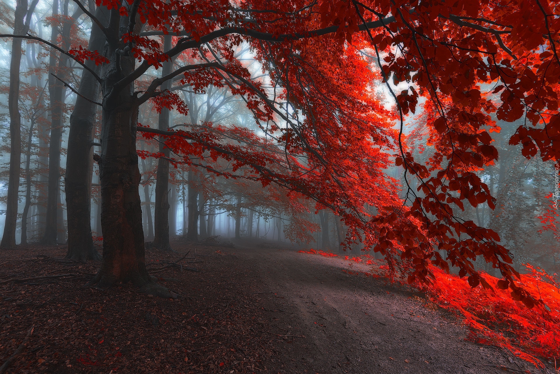 Las, Drzewa, Czerwone, Liście, Mgła, Jesień