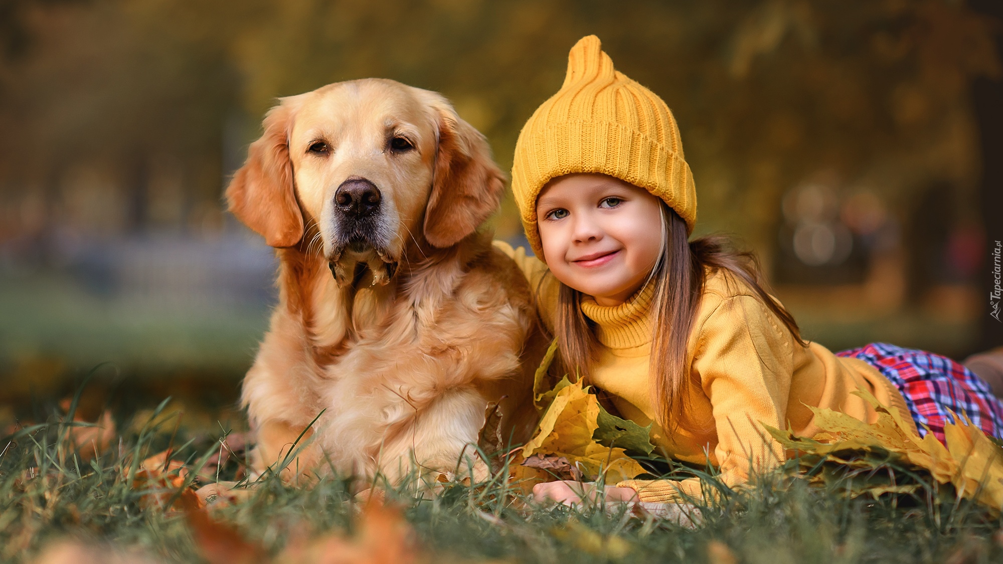 Dziewczyna, Czapka, Pies, Golden retriever