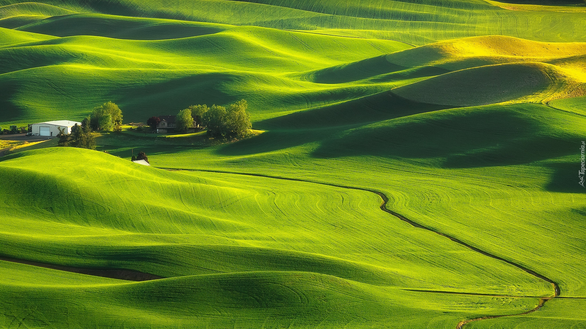 Pola, Łąki, Drzewa, Wzgórza, Farma, Palouse, Stan Waszyngton, Stany Zjednoczone