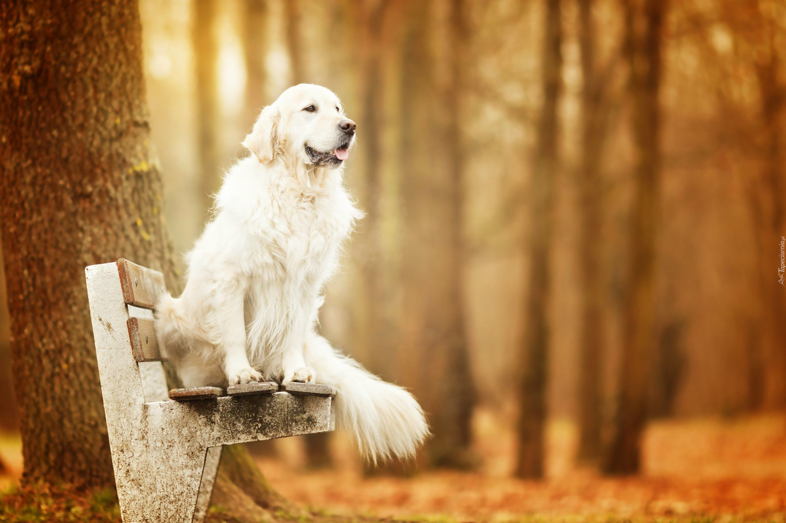 Pies, Golden retriever, Ławka, Drzewo