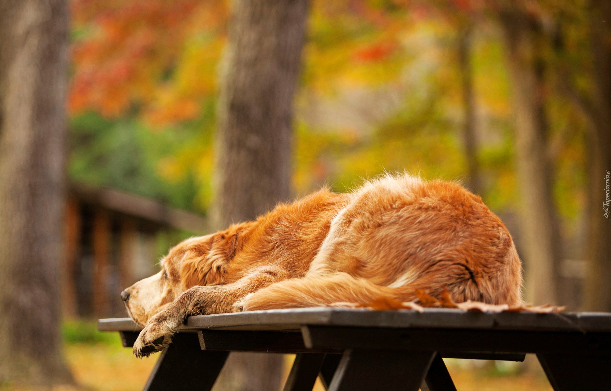 Leżący, Golden retriever, Jesień