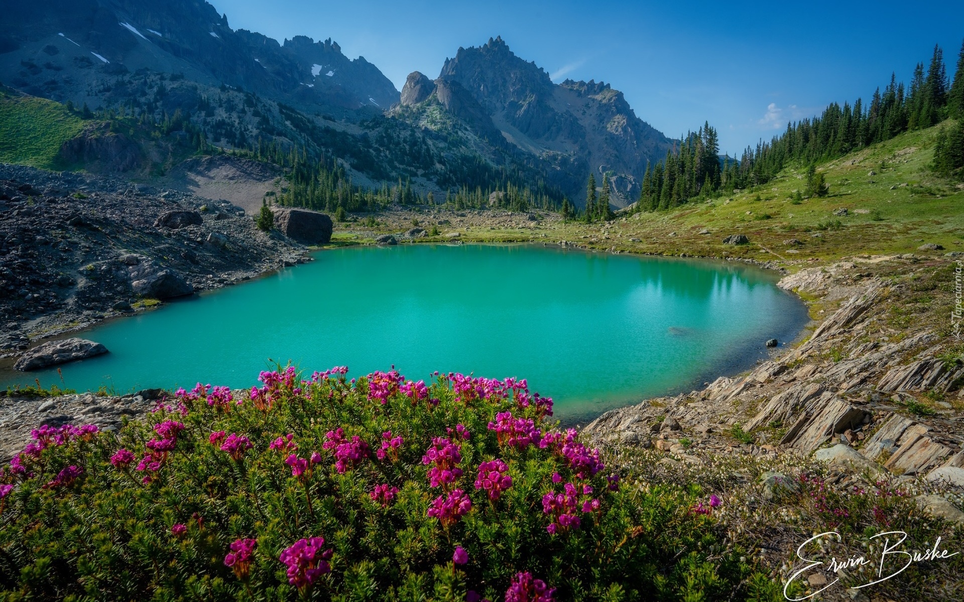 Stany Zjednoczone, Waszyngton, Park Narodowy Olympic, Staw, Upper Royal Basin, Góry, Drzewa. Kwiaty