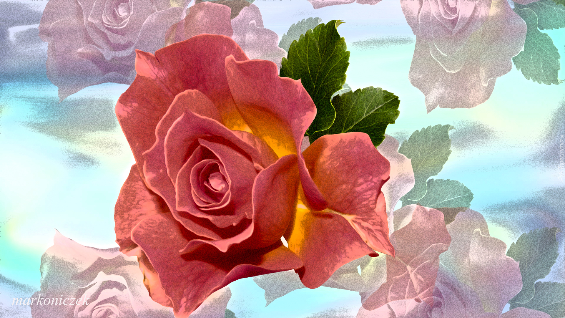Kwiat, Róża, Efekt graficzny
