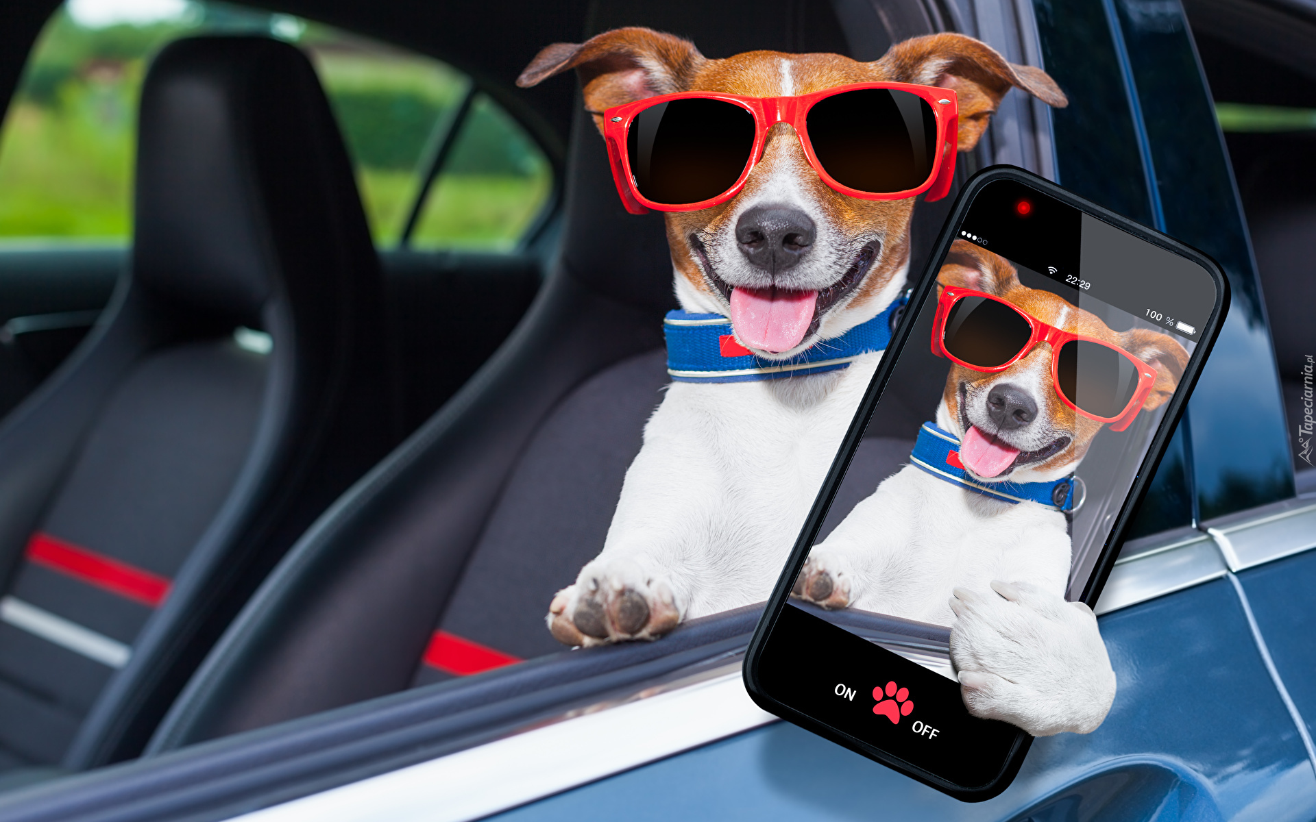 Pies, Jack Russell terrier, Okulary, Smartfon, Język, Śmieszne