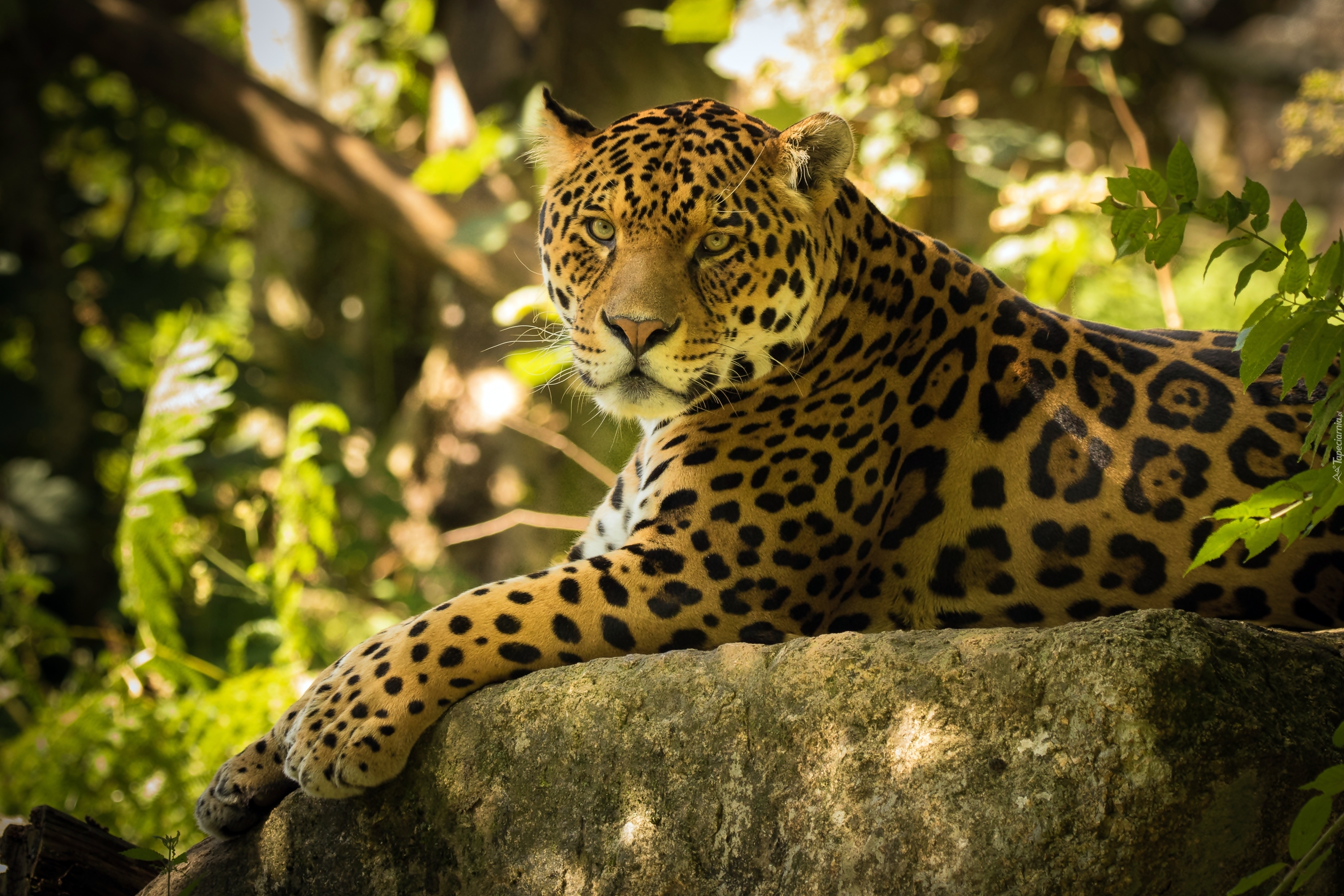 Jaguar, Skała