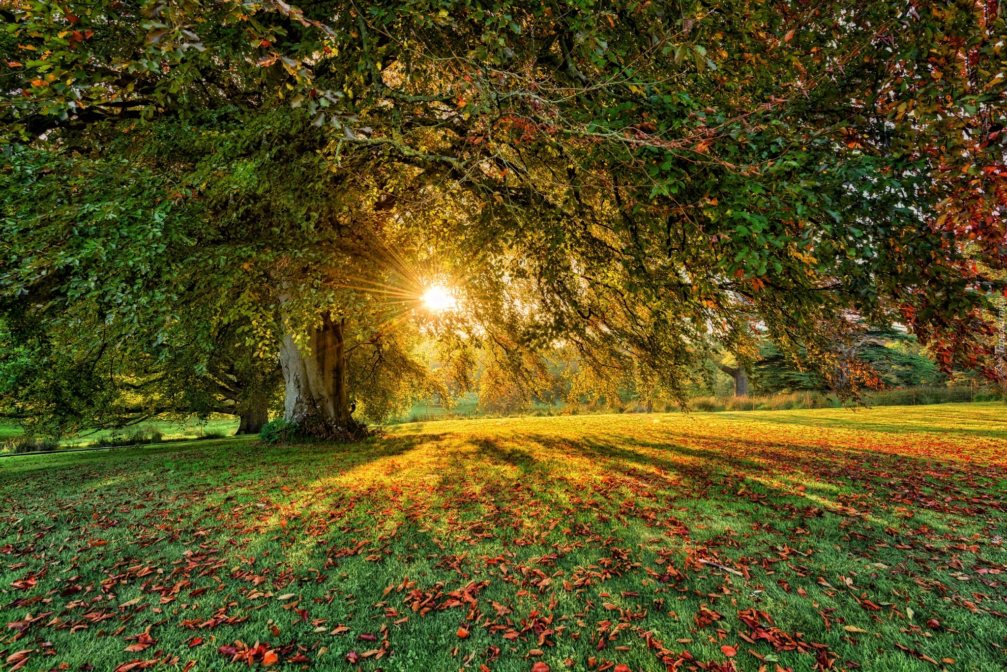 Irlandia Północna, Hrabstwo Tyrone, Dungannon, Parkanaur Forest Park, Drzewa, Promienie słońca, Liście, Jesień
