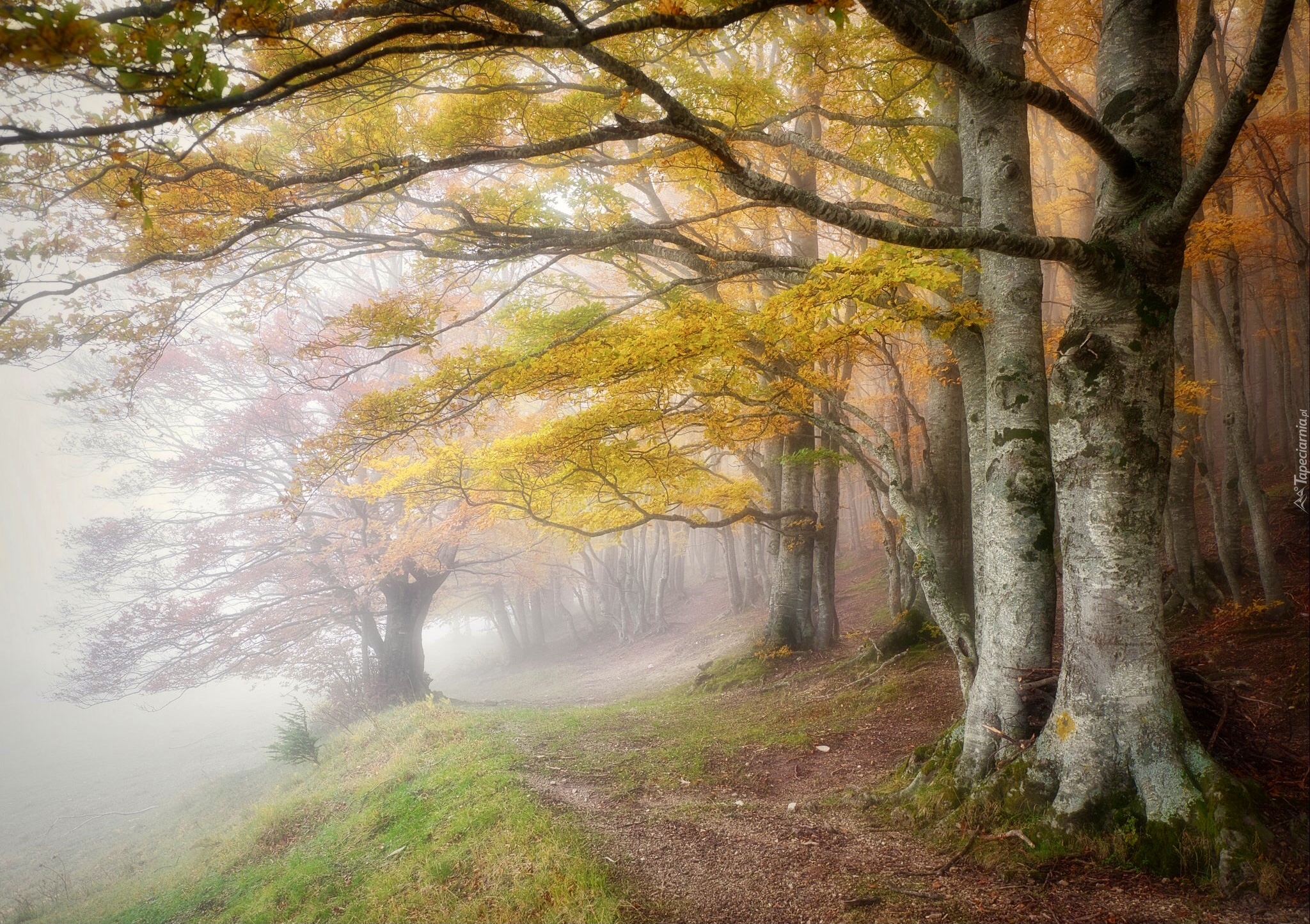 Jesień, Drzewa, Droga, Mgła