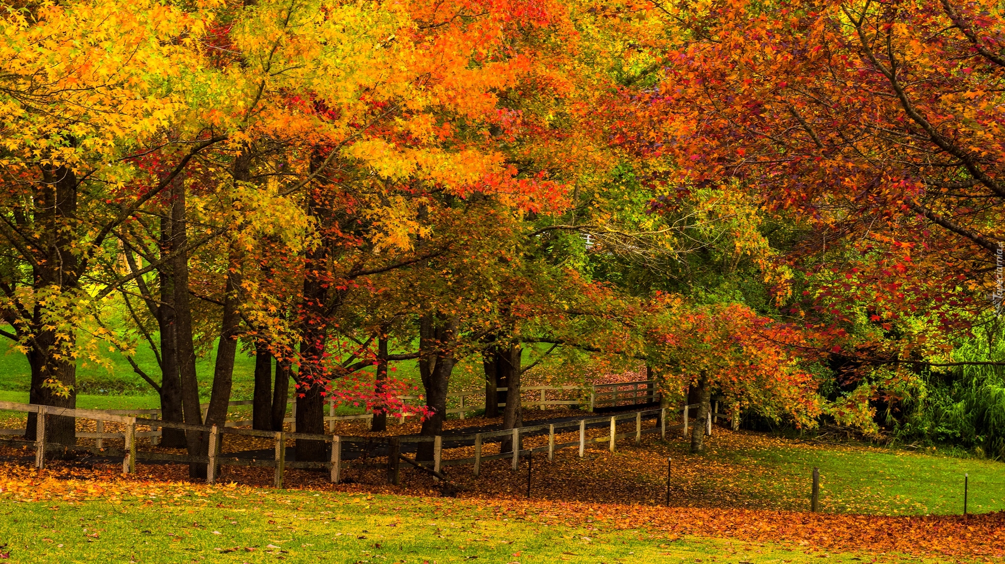 Jesień, Drzewa, Ogrodzenie, Trawa, Liście