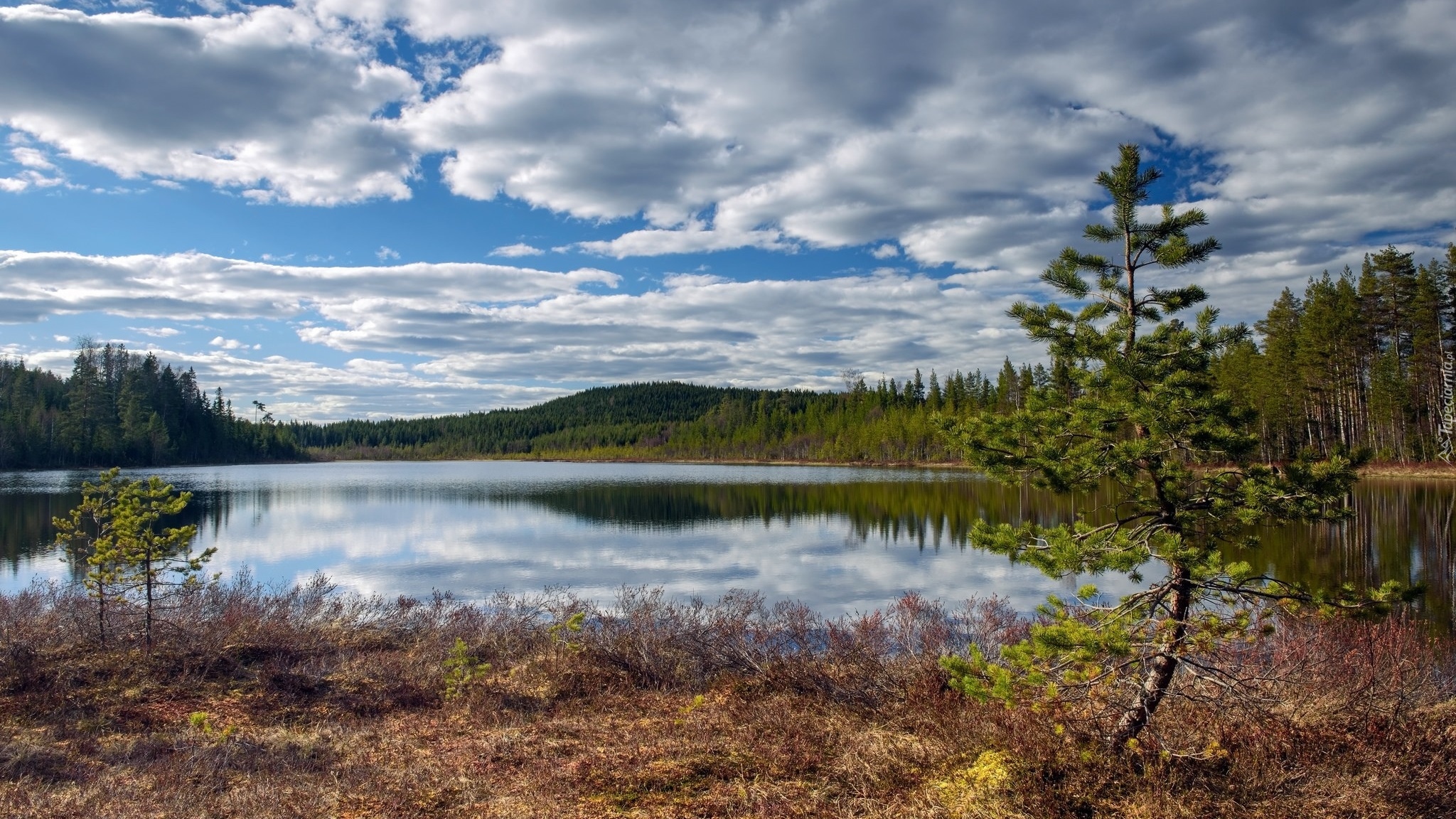 Szwecja, Jezioro Grästjärnen, Drzewa