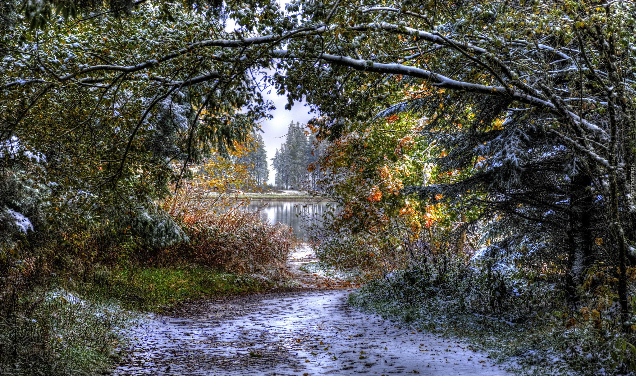 Zima, Park, Drzewa, Jezioro